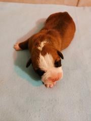 Les chiots de Bulldog continental