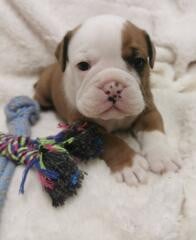 Les chiots de Bulldog continental