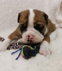 Les chiots de Bulldog continental