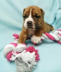 Les chiots de Bulldog continental