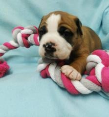 Les chiots de Bulldog continental