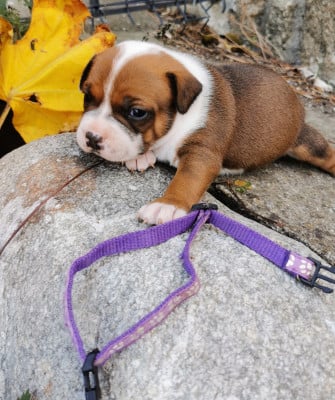 Staffordshire Bull Terrier