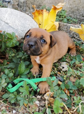 collier vert - Staffordshire Bull Terrier