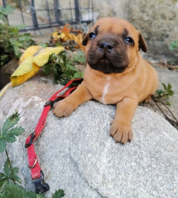 collier rouge - Staffordshire Bull Terrier