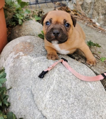 collier rose - Staffordshire Bull Terrier