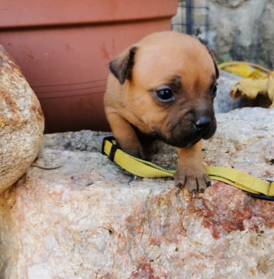 collier jaune - Staffordshire Bull Terrier