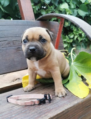 Les chiots de Staffordshire Bull Terrier