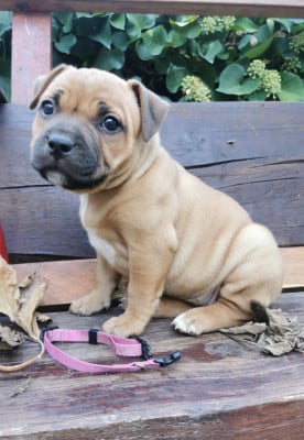 Les chiots de Staffordshire Bull Terrier