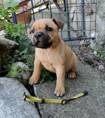 Les chiots de Staffordshire Bull Terrier