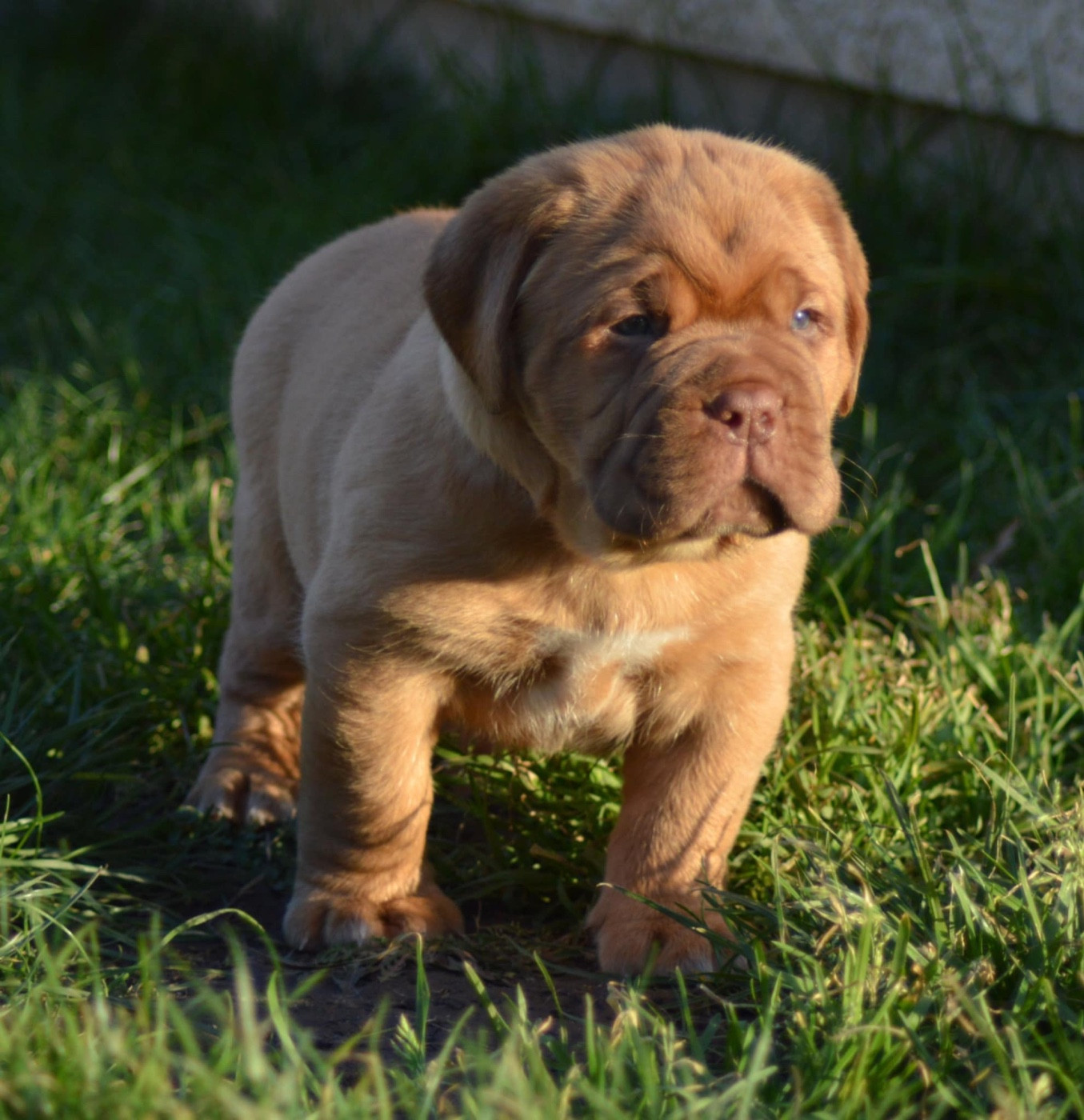 CHIOT Collier marron
