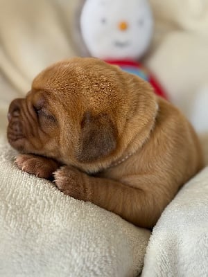 Les chiots de Dogue de Bordeaux