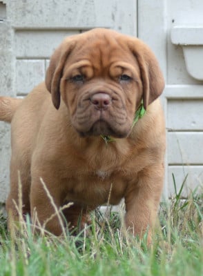 Dogue de Bordeaux