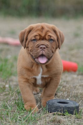Femelle collier orange - Dogue de Bordeaux