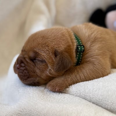 Les chiots de Dogue de Bordeaux