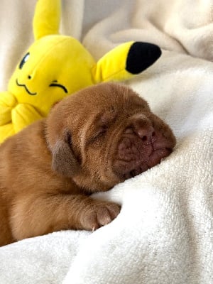 Les chiots de Dogue de Bordeaux