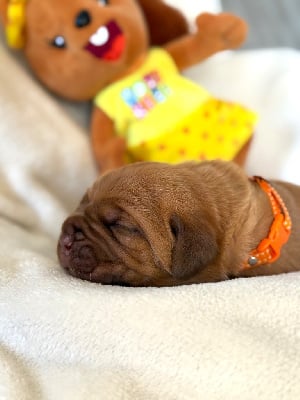 Les chiots de Dogue de Bordeaux