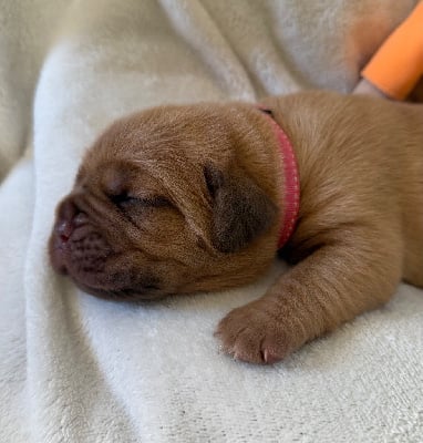 Les chiots de Dogue de Bordeaux