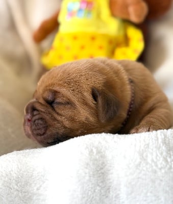 Les chiots de Dogue de Bordeaux