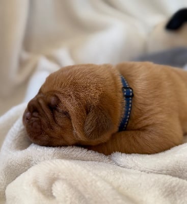 Les chiots de Dogue de Bordeaux