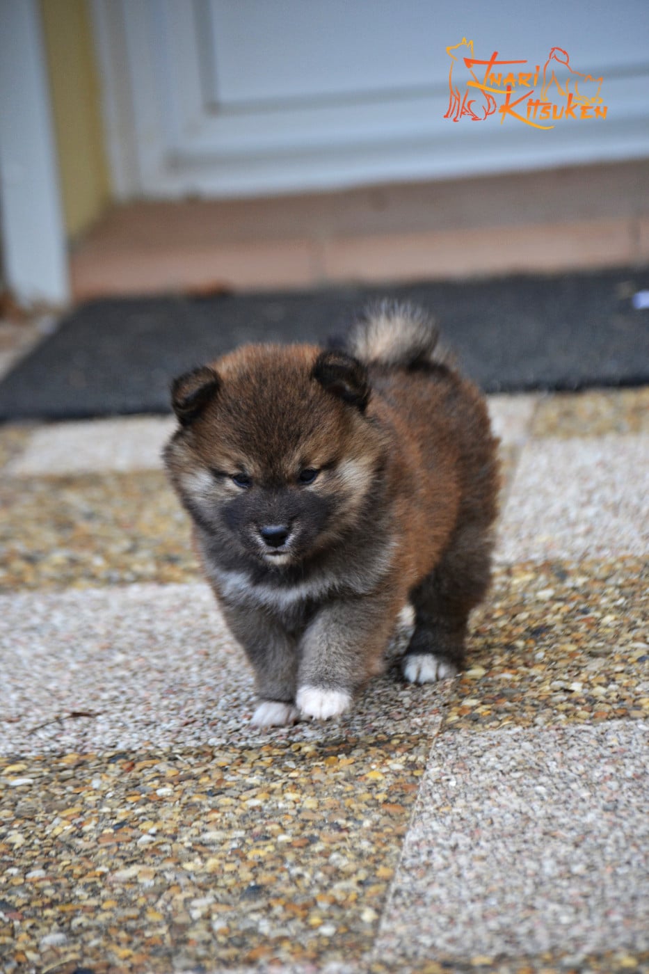 Shiba - Go Inari Kitsuken