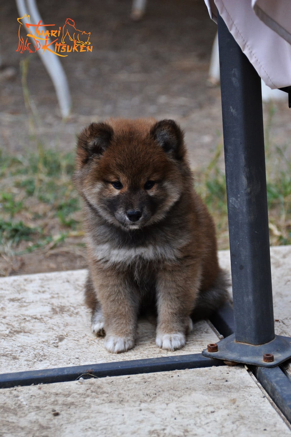 Shiba - Go Inari Kitsuken