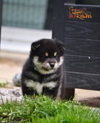 Les chiots de Shiba