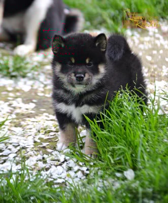 Les chiots de Shiba