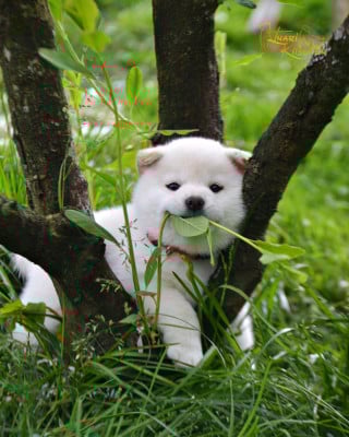 Les chiots de Shiba