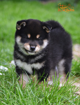 Les chiots de Shiba