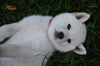 Les chiots de Shiba