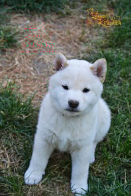 Les chiots de Shiba