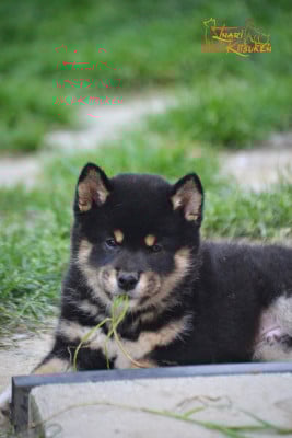Les chiots de Shiba