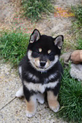 Les chiots de Shiba