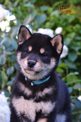 Les chiots de Shiba