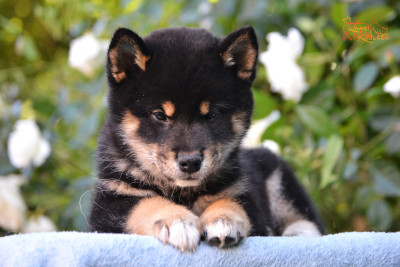 Les chiots de Shiba