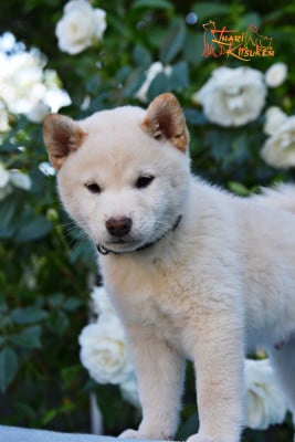 Les chiots de Shiba
