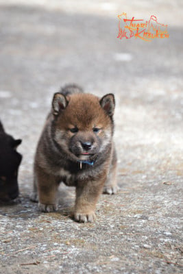 Les chiots de Shiba