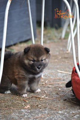 Les chiots de Shiba