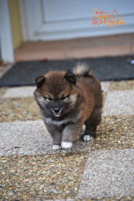 Les chiots de Shiba