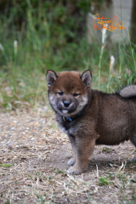 Les chiots de Shiba