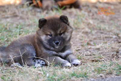 Les chiots de Shiba