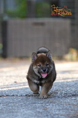 Les chiots de Shiba