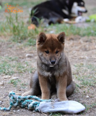 Les chiots de Shiba