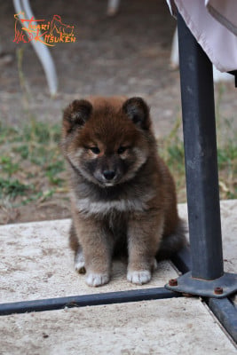 Les chiots de Shiba