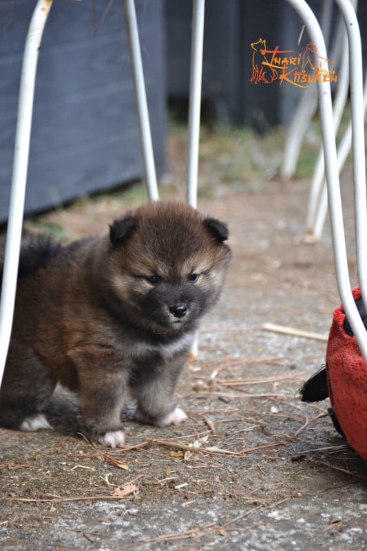 Shiba - Go Inari Kitsuken