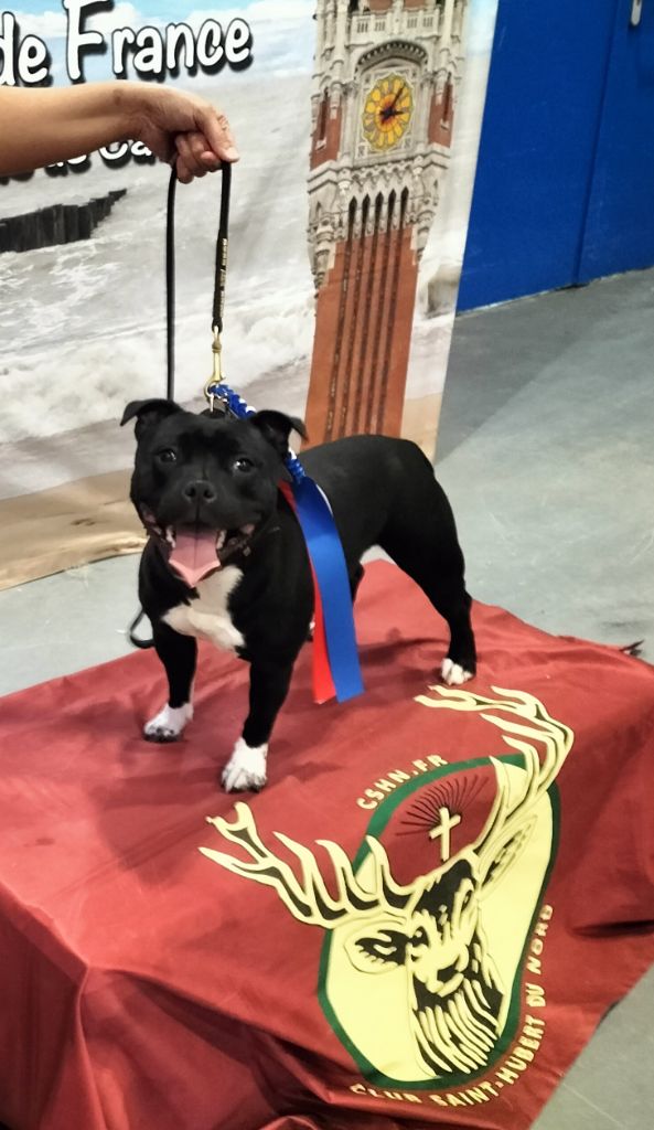 Ultimate girls De L'Empreinte De Minnie - 1ER EXCELLENT CACIB MEILLEUR JEUNE