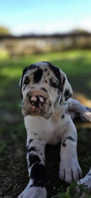 Chiot N°2 - Dogue allemand