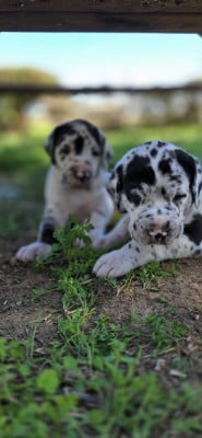 Dogue allemand