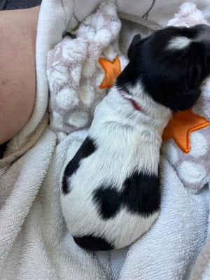 Les chiots de Schapendoes