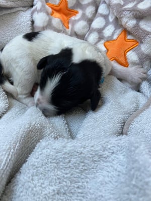 Les chiots de Schapendoes